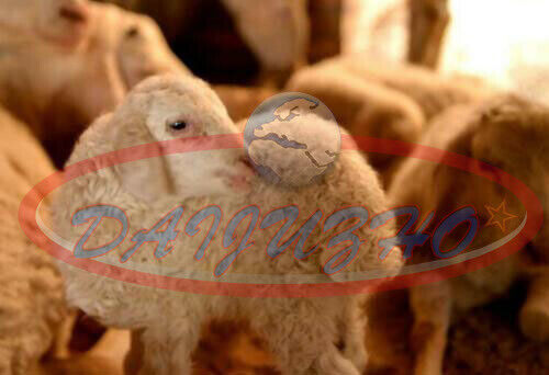 Electric Sheep Goat Clippers and Scissors for Wool Shearing - NEW ONE